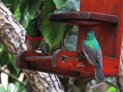 Cinnyris chalybeus albilateralis