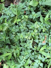 Nanocnide japonica