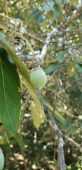 Styrax argenteus