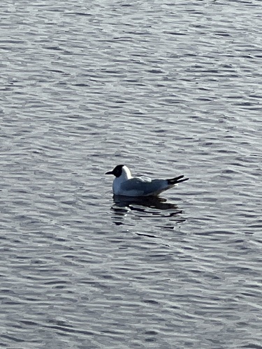 Black-headed Gull
