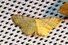Idaea humiliata