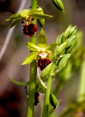 Calanthe tricarinata
