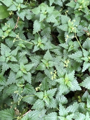 Nanocnide japonica