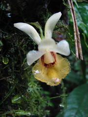 Chondrorhyncha