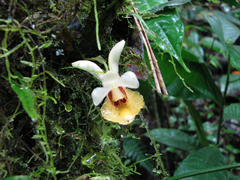 Chondrorhyncha