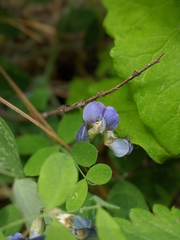 Lathyrus nevadensis