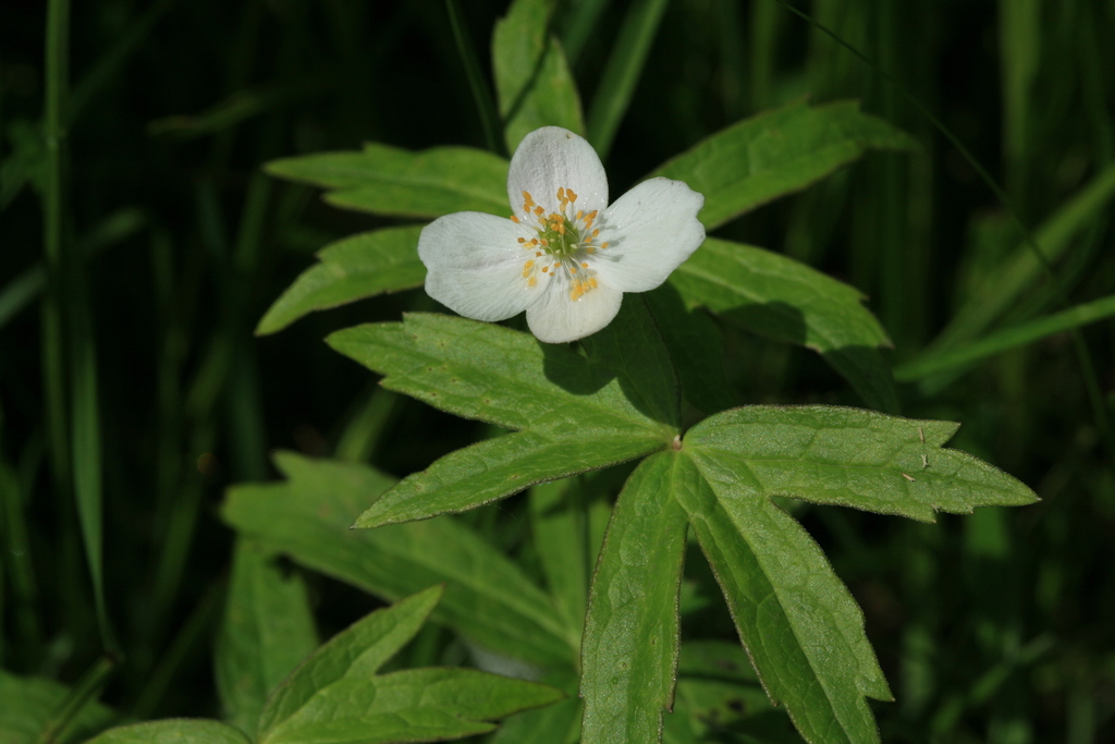 Dichotomous anemone