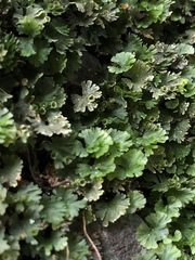 Crepidomanes minutum
