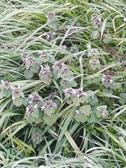 Lamium purpureum