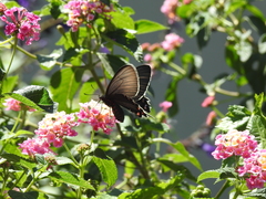 Parides bunichus damocrates