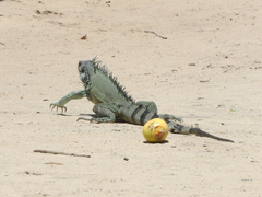 Iguana iguana