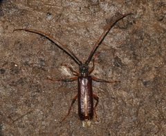 Amphelictus