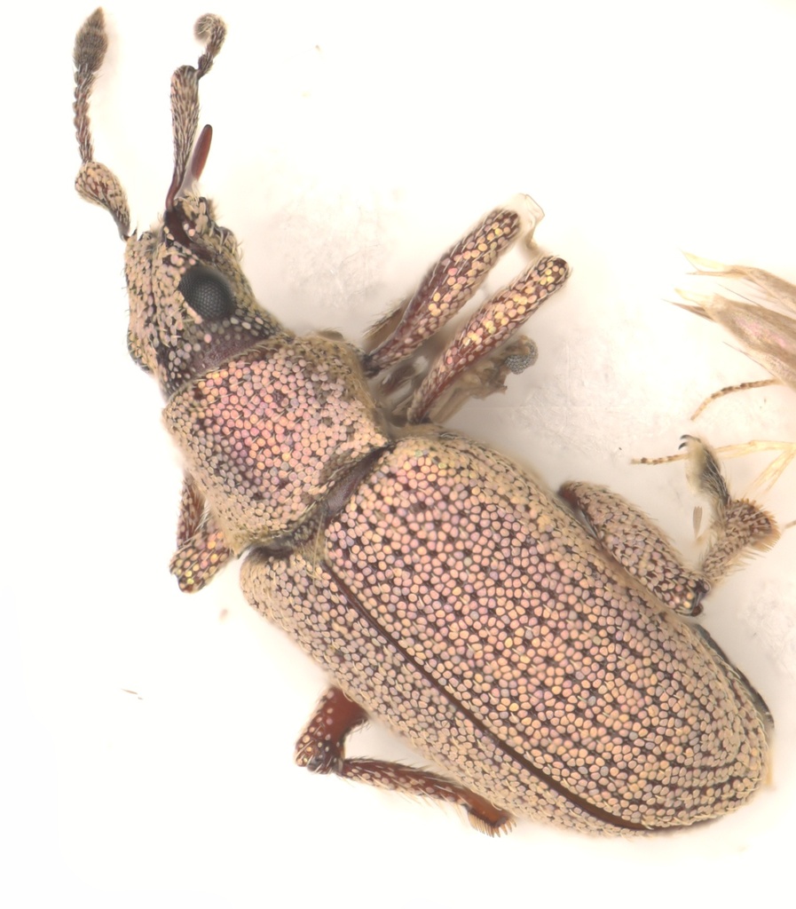 Megalostylus macrophthalmus