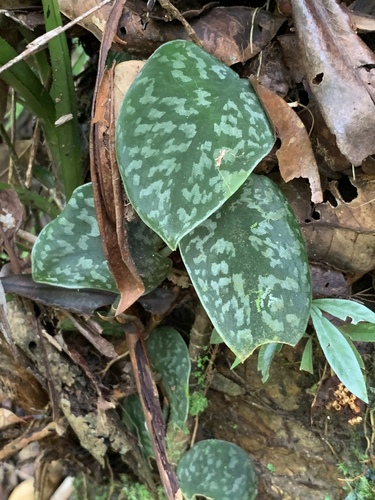 Scindapsus pictus
