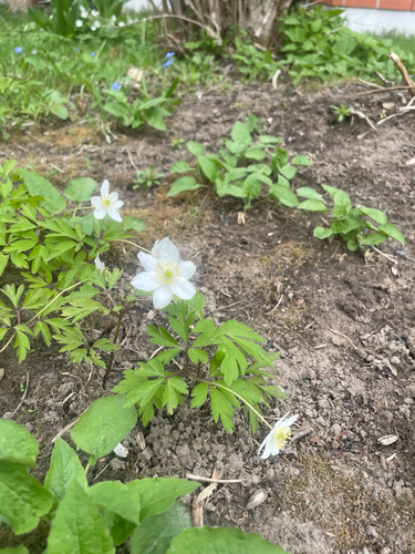 wood anemone