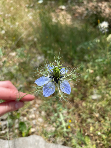 love-in-a-mist
