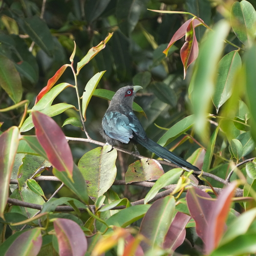 Black-bellied Malkoha