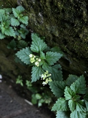 Nanocnide japonica