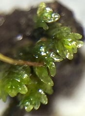 Fissidens obtusifolius