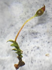 Fissidens obtusifolius