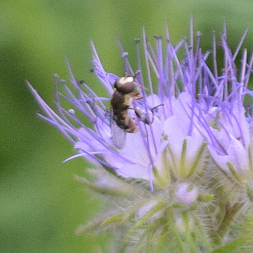 Thick-legged Hover Fly photo 5