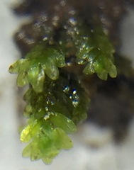 Fissidens obtusifolius