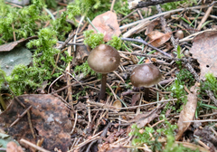 Mycena plumipes
