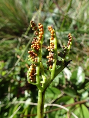 Sceptridium schaffneri