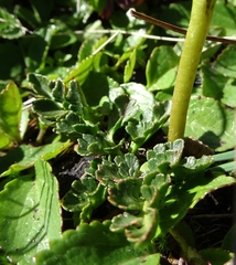 Sceptridium schaffneri