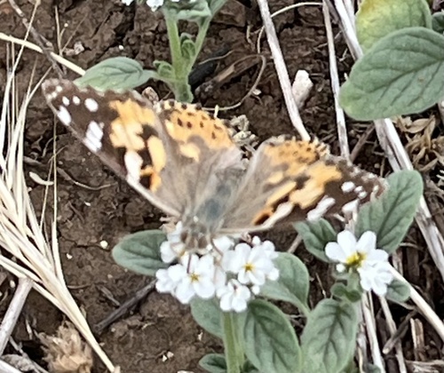 Painted Lady