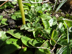 Sceptridium schaffneri