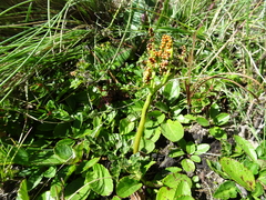 Sceptridium schaffneri