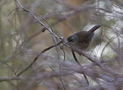 Tasmanian Scrubwren photo 5