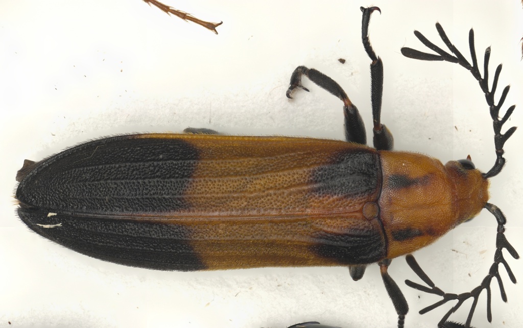 Callirhipid Cedar Beetles from Chamela, Mexico on August 31, 2022 by ...