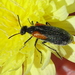 Elegant Blister Beetle - Photo (c) sea-kangaroo, some rights reserved (CC BY-NC-ND), uploaded by sea-kangaroo