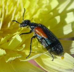 Eupompha elegans elegans