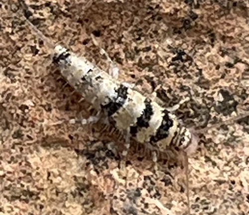 Egyptian Firebrat