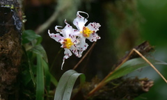 Oncidium cirrhosum