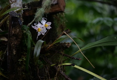 Oncidium cirrhosum
