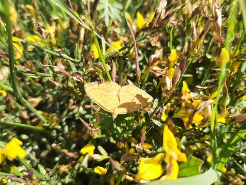 Yellow Shell Moth