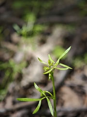 Floerkea proserpinacoides, photograph (c) kursic, some rights reserved (CC BY)