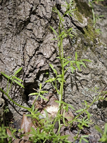 Floerkea proserpinacoides, photograph 5