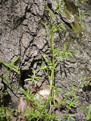 Floerkea proserpinacoides, photograph (c) kursic, some rights reserved (CC BY)