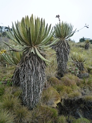 Espeletia occidentalis