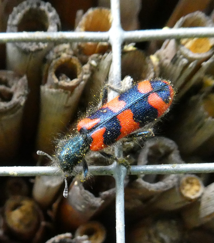 Zottiger Bienenkäfer