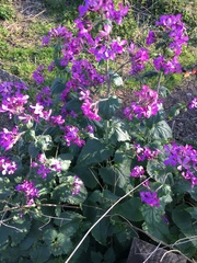 Lunaria annua