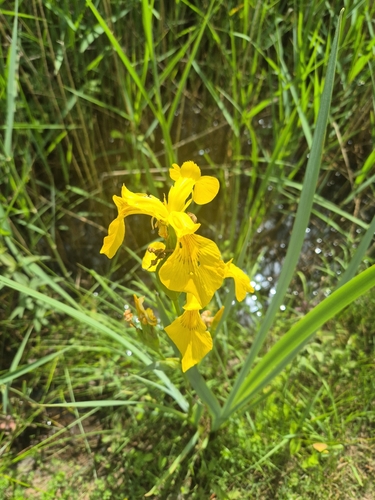 Yellow Iris