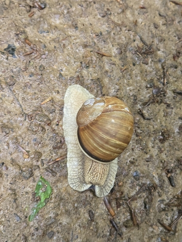 Roman Snail