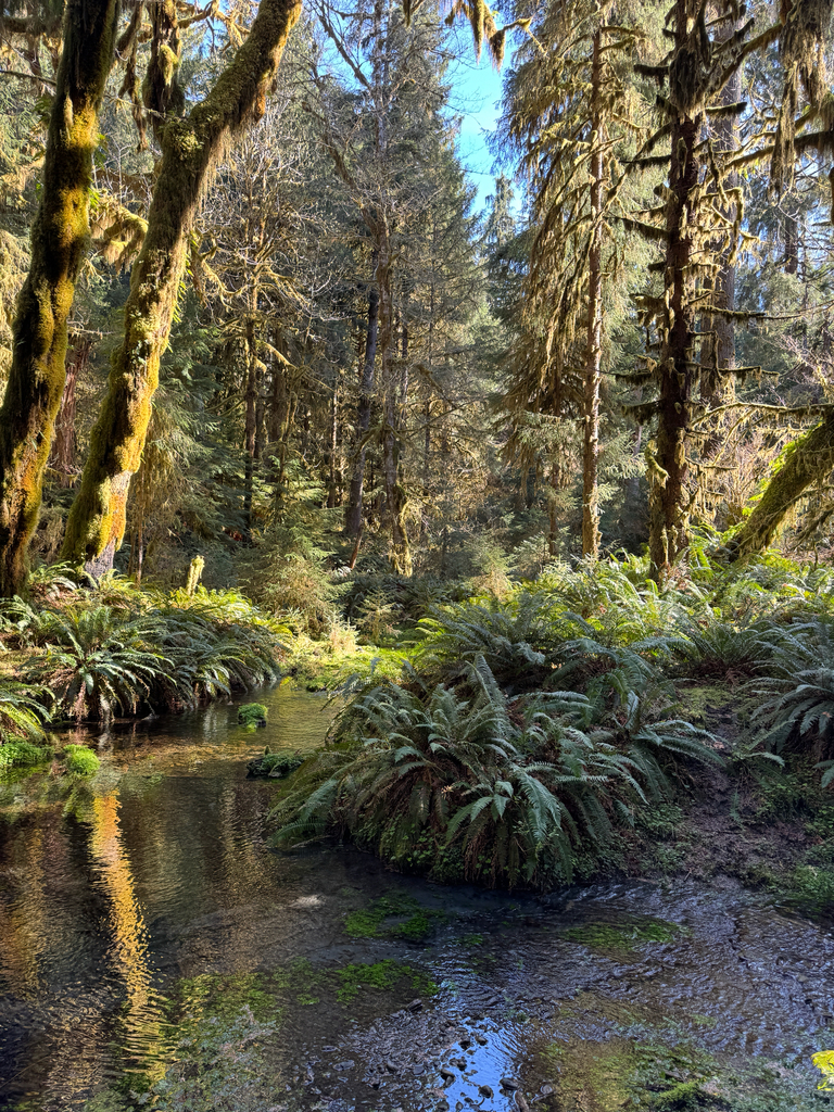 western sword fern in April 2026 by jsch4 · iNaturalist