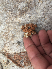 Pinus cembroides bicolor